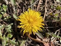 Taraxacum officinale