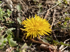 Taraxacum officinale