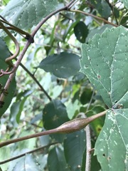 Neolasioptera vitinea