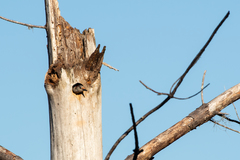 Melanerpes carolinus image