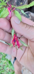 Fuchsia regia reitzii