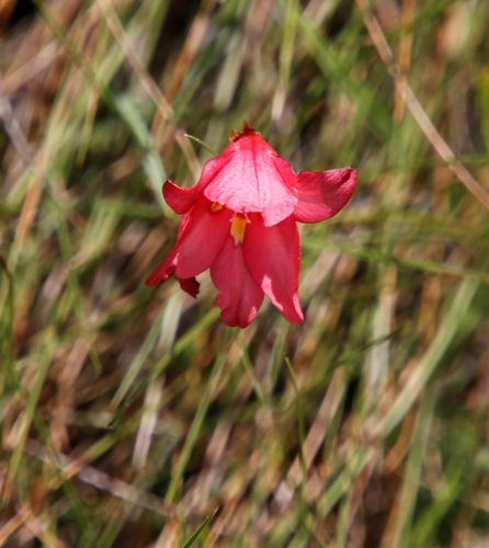Image of Tritonia drakensbergensis by (c) Tony Rebelo, some rights reserved (CC BY-SA)