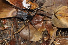 Ischyropsalis luteipes