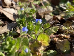 Veronica persica