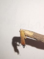 Incisitermes