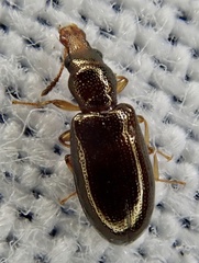 Salpingus planirostris