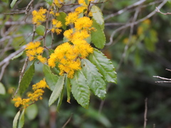 Azara serrata