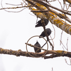 Sturnus unicolor