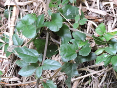 Lardizabala biternata