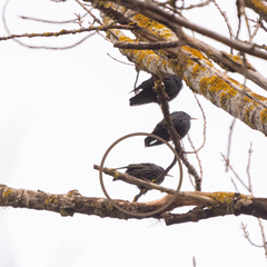 Sturnus unicolor