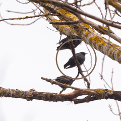 Sturnus unicolor