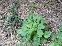 Francoa appendiculata