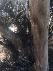 Eucalyptus spathulata