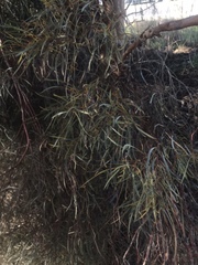 Eucalyptus spathulata