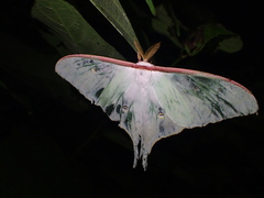 Actias aliena