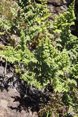 Cheilanthes quadripinnata