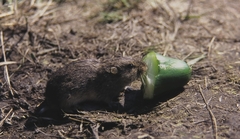 Lagurus lagurus