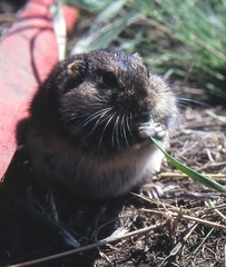 Lagurus lagurus
