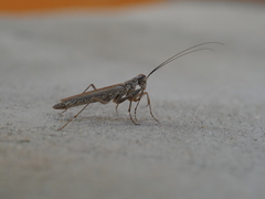 Mantoida