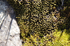 Trichostomum brachydontium