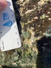 Dictyosphaeria versluysii