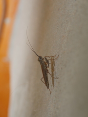 Mantoida