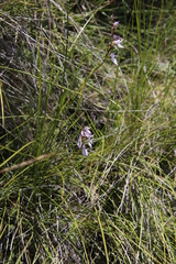 Brownleea recurvata