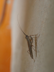 Mantoida