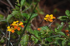 Lantana camara image