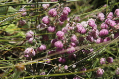 Erica cooperi