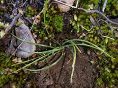 Isoetes durieui