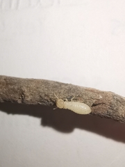 Incisitermes