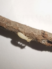 Incisitermes