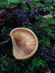 Lactarius aurantiosordidus