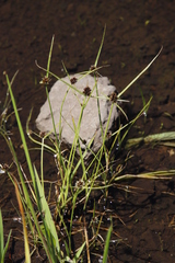 Cyperus teneristolon