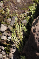 Crassula lanceolata