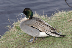 Anas platyrhynchos × acuta