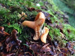 Lactarius aurantiosordidus