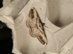 Syneora euboliaria