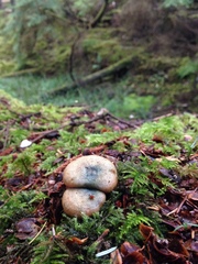 Lactarius aurantiosordidus