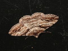 Gastrinodes bitaeniaria