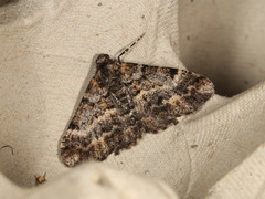 Gastrinodes argoplaca