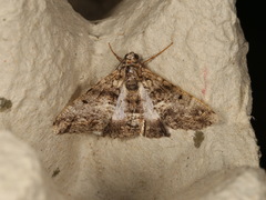 Gastrinodes argoplaca