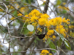 Azara serrata