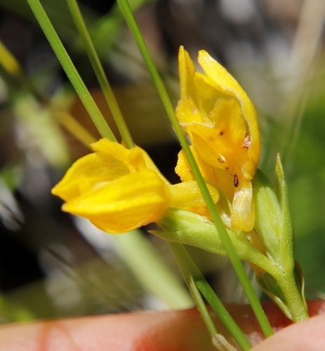 Image of Golden Splitlip Orchid (Schizochilus zeyheri) by (c) Tony Rebelo, some rights reserved (CC BY-SA)