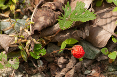Fragaria nubicola
