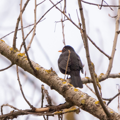 Turdus merula