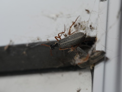 Epicauta fulvicornis