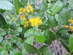 Azara serrata