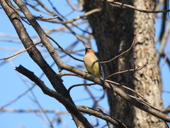 Bombycilla cedrorum